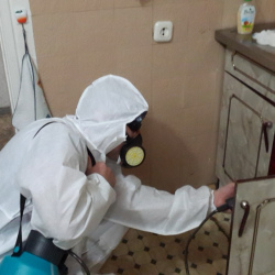 Дезинфекция от муравьев в квартире в Большом Камне
